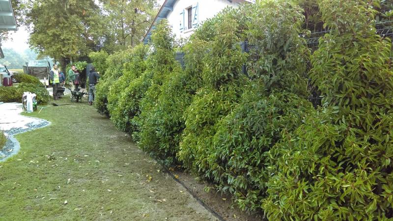 Paysagiste pour plantation de haies à Saint Aubin de Médoc